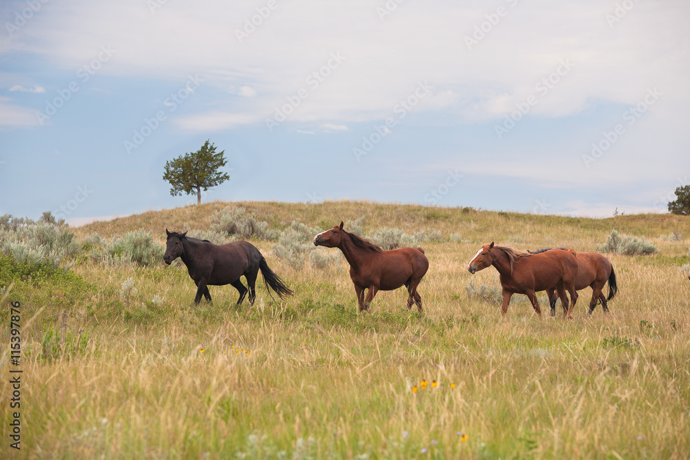 Wild horses in Theodore Roosevelt National Park North Dakota