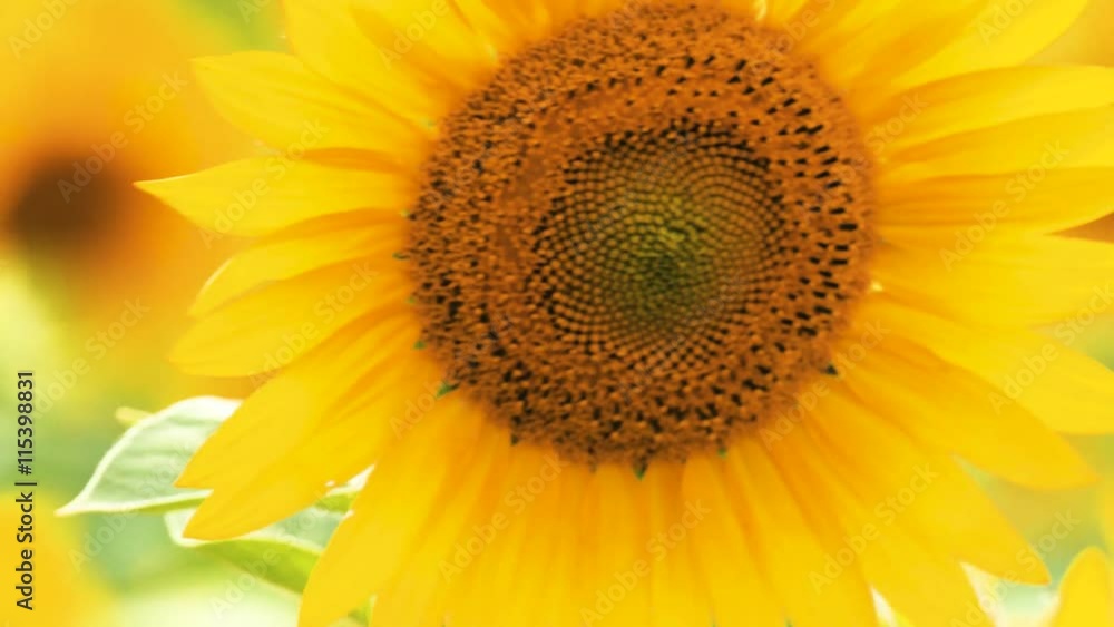 Sunflowers at beautiful summer day, close-up Sunflowers at beautiful summer day, close-up
