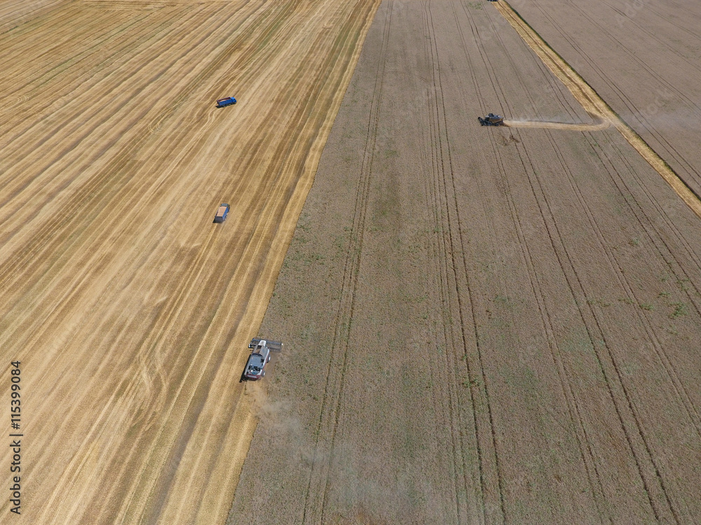 Obraz premium Harvesting wheat harvester