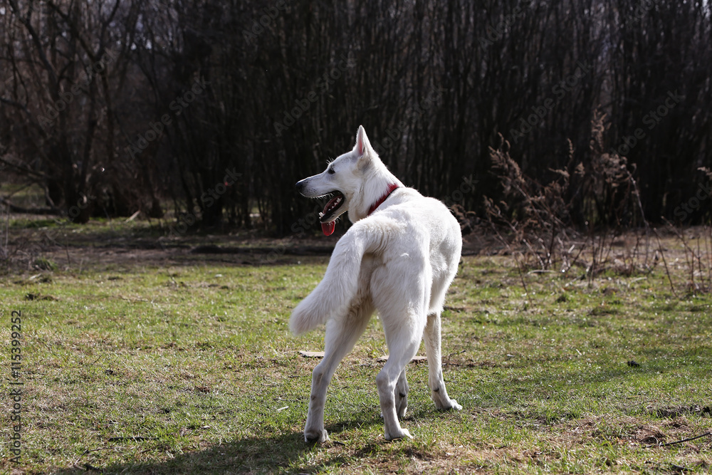 Fototapeta premium White Swiss shepherd dog