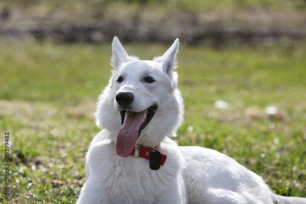 White Swiss shepherd dog White Swiss shepherd dog