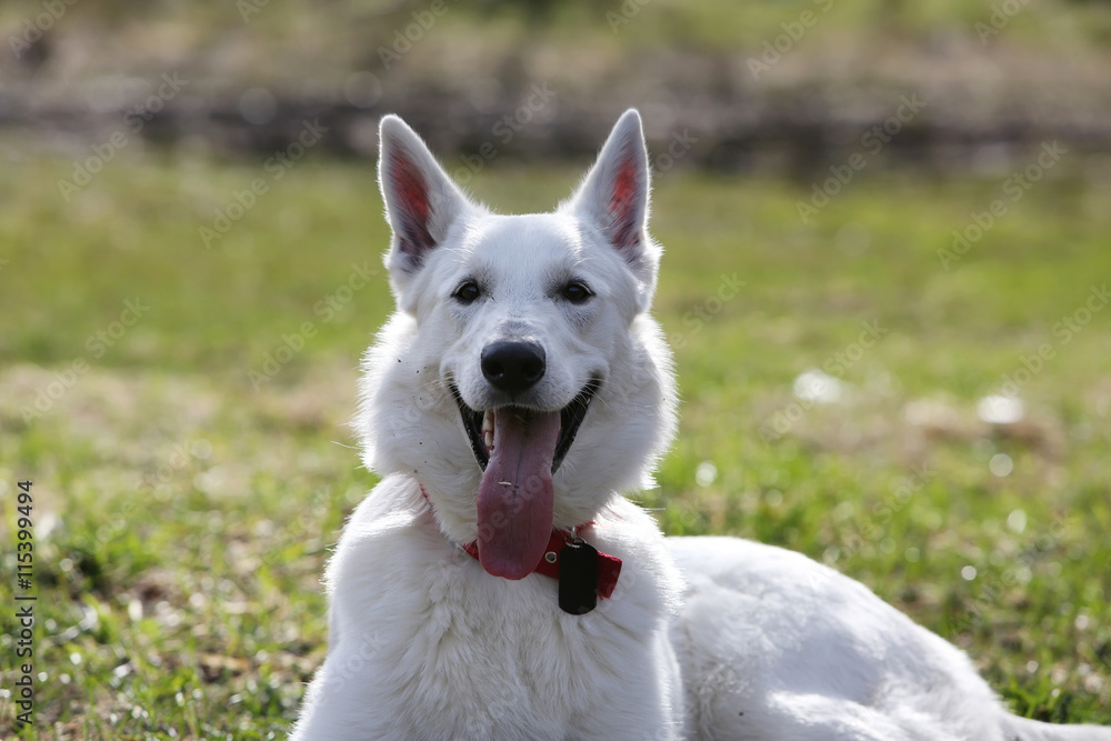 White Swiss shepherd dog White Swiss shepherd dog