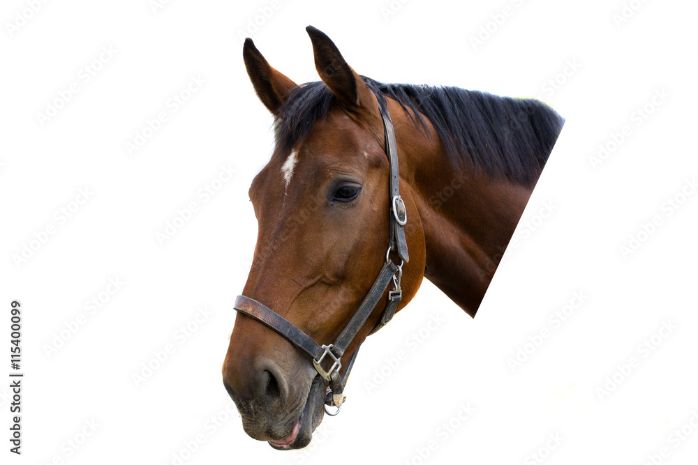 Naklejka premium Portrait of a brown horse isolated on white background.