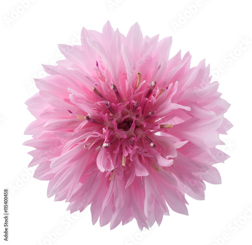 Pink cornflower head