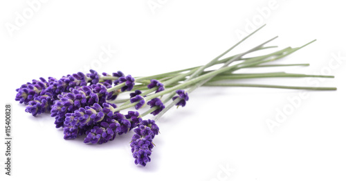Vászonkép Lavender flowers bunch