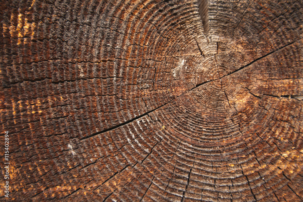 Fototapeta premium texture of dark wood. natural background.