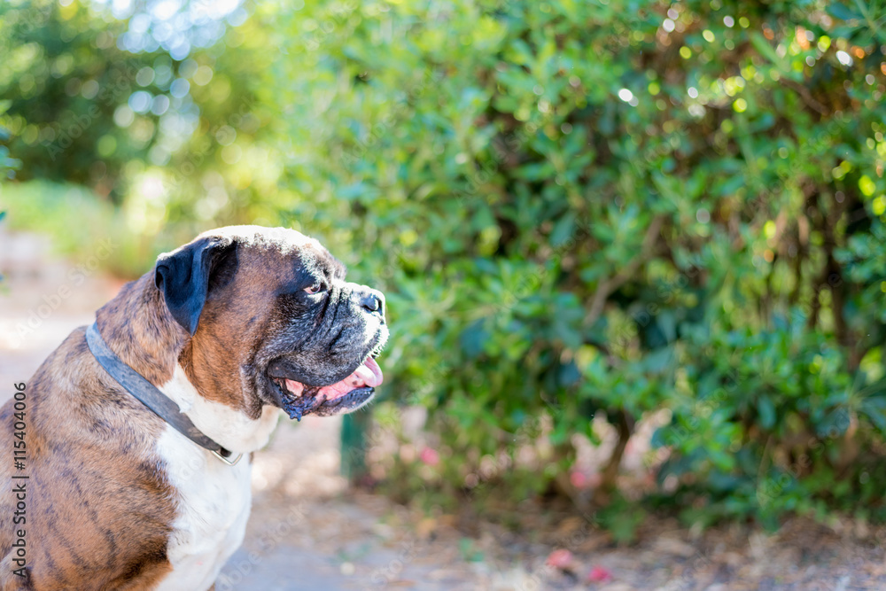 Portrait of nice german boxer dog