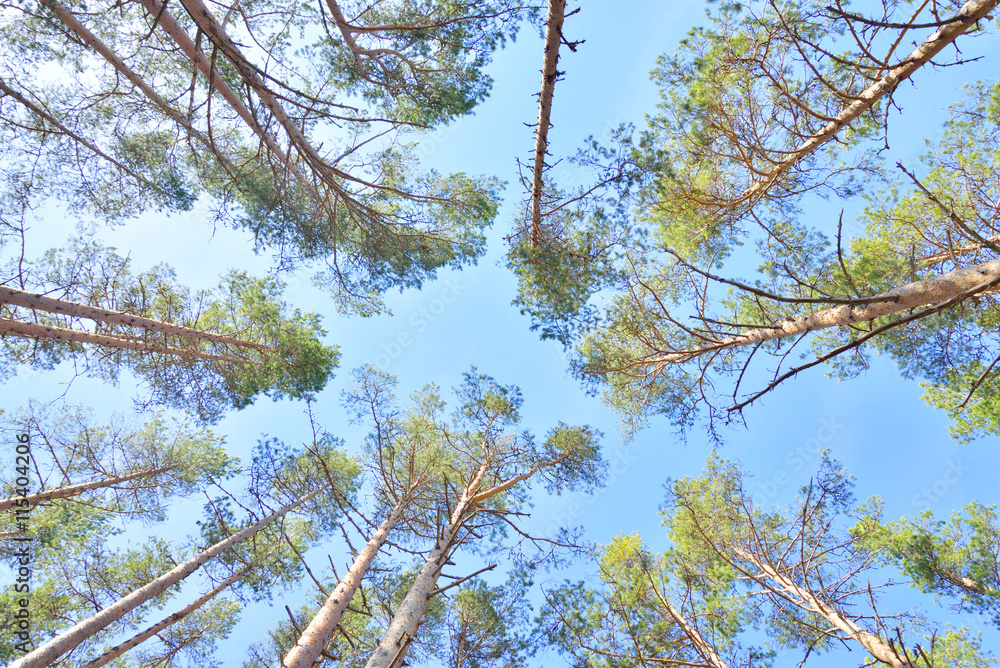 Fototapeta premium Pine tree forest.
