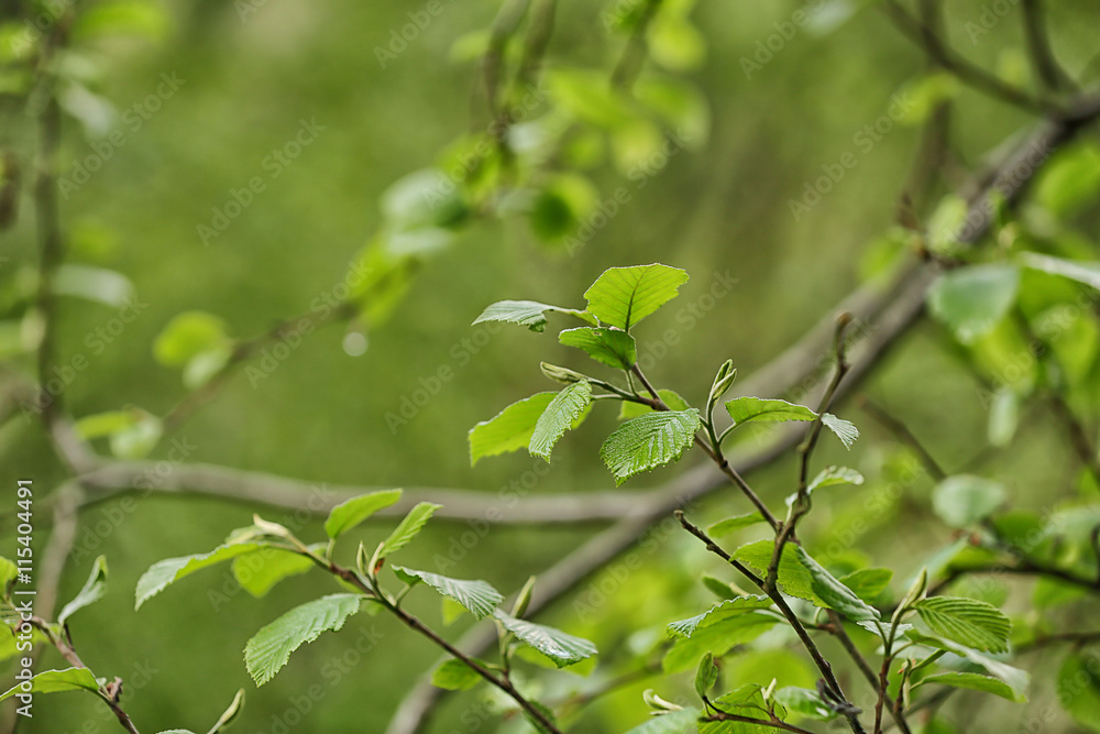 Green branch on natural blurred background Green branch on natural blurred background