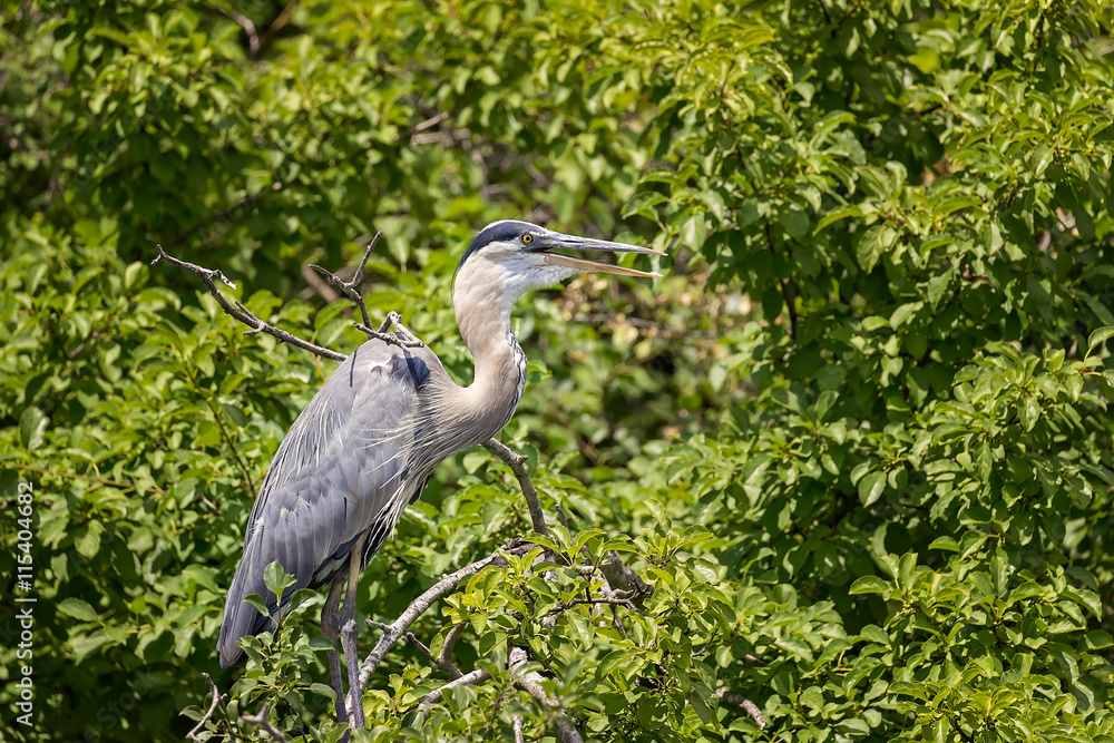 Fototapeta premium Blue Heron