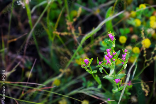 Meadow flower on blurred nature background © Africa Studio