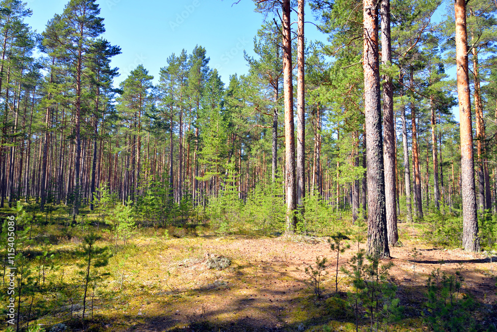 Fototapeta premium Pine tree forest.