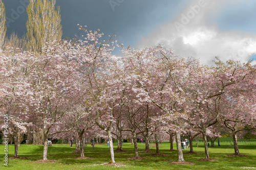 Flowering cherry tree grove in Auckland's Cornwall Park