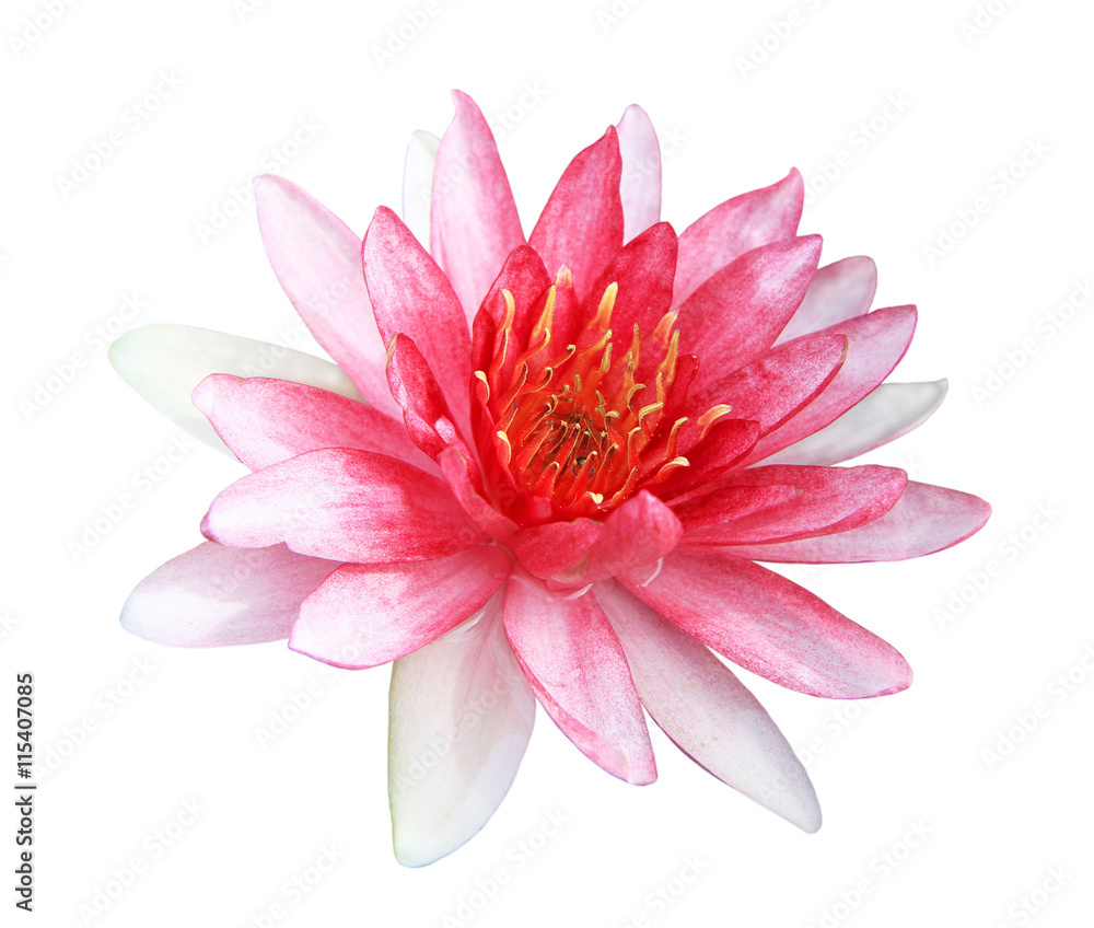 Pink water lily isolated on white background