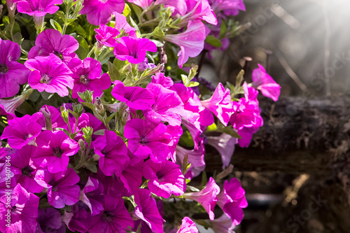 purple petunia flowers in the garden in Spring time