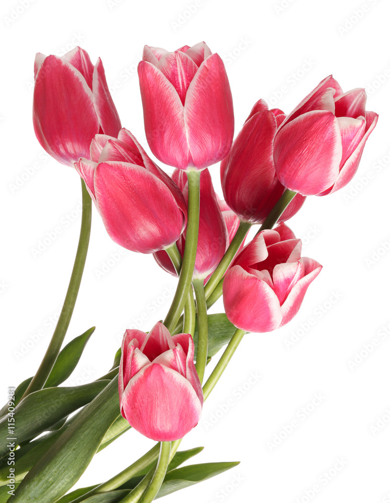 Fototapeta premium Tulips