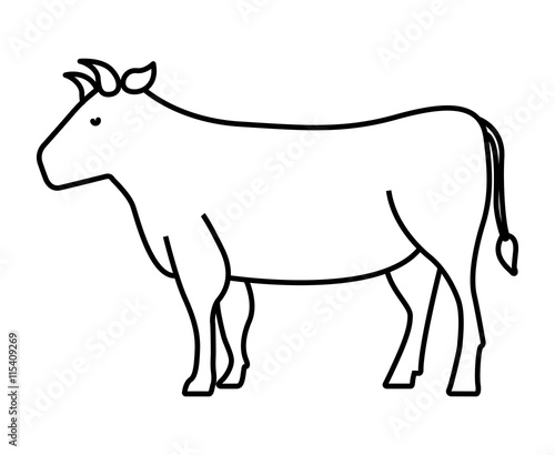 cow isolated icon design © Gstudio