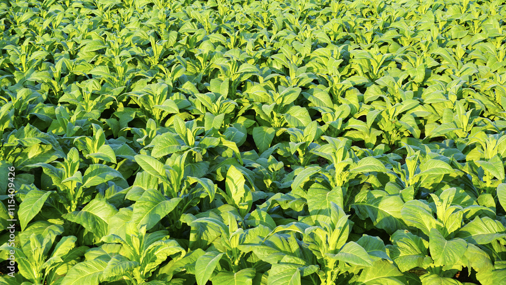 Fototapeta premium Tobacco farm agriculture harvest garden
