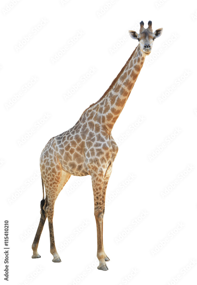 Fototapeta premium Giraffe isolated on white background