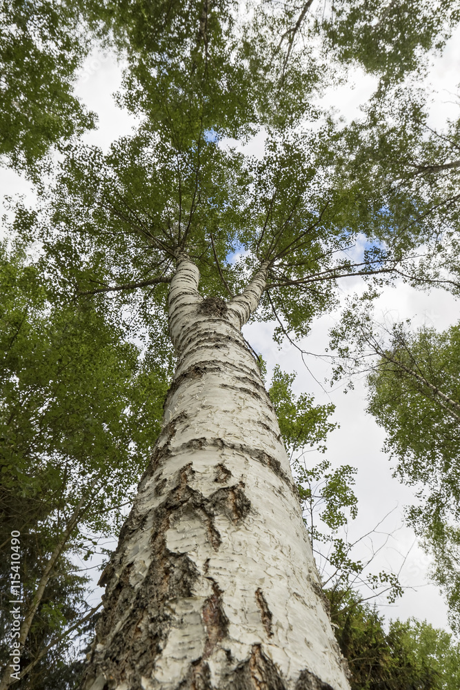 Fototapeta premium Birch tree forest.