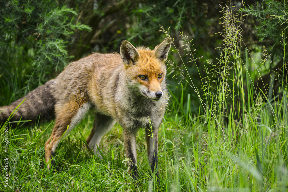 Stunning male fox in long lush green grass of Summer field Stunning male fox in long lush green grass of Summer field