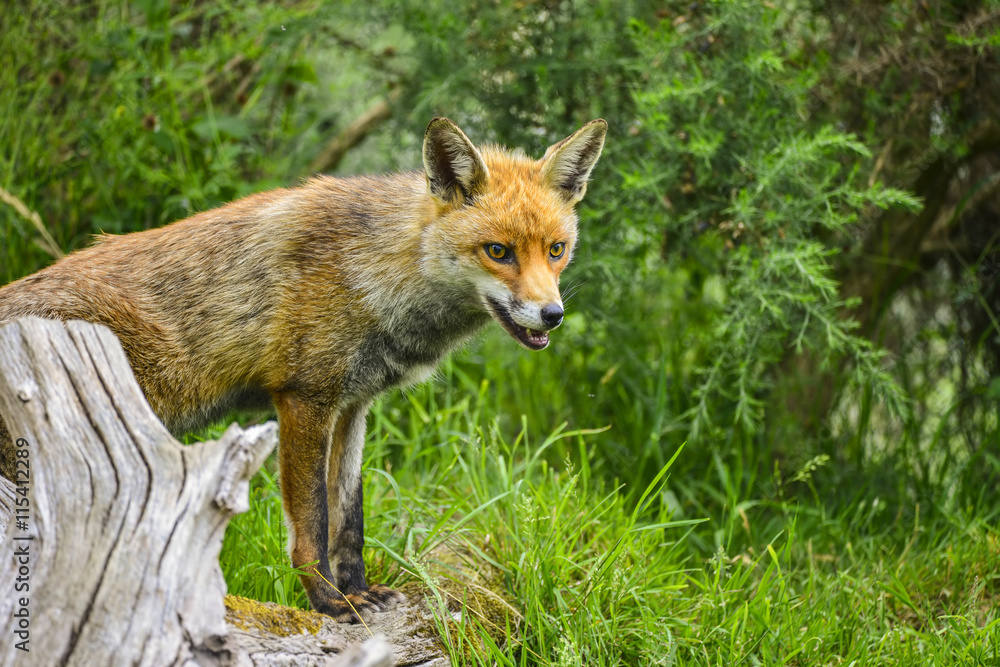 Stunning male fox in long lush green grass of Summer field Stunning male fox in long lush green grass of Summer field