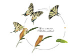 Life cycle of scarce swallowtail