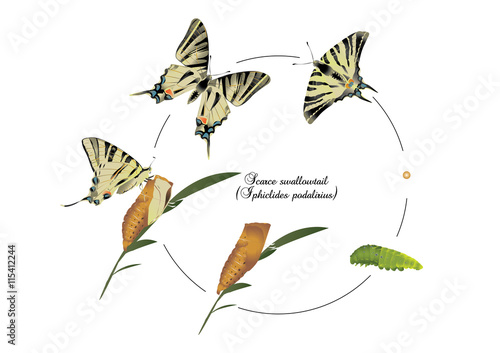 Life cycle of scarce swallowtail