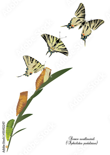 Life cycle of scarce swallowtail