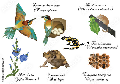 Amazing nature set - European animals