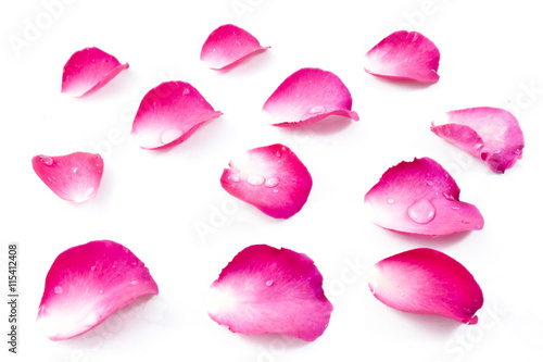 Pink Rose Petels isolated on White background