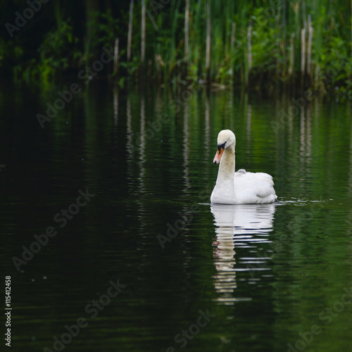 Beautiful mute swan cygnus olor bird swimming on lake