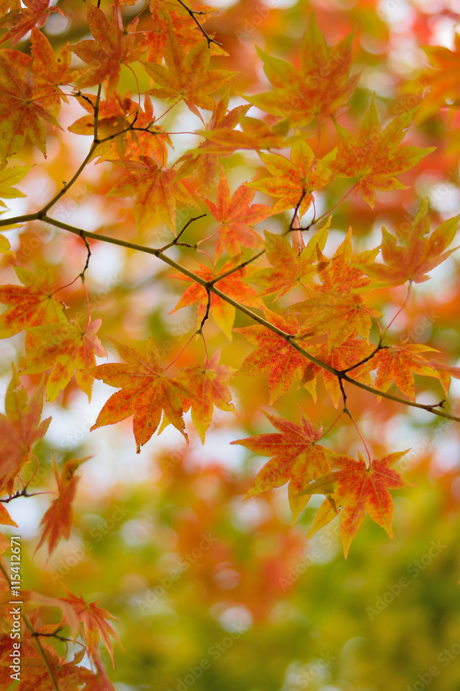 Changing color maple leaf in natural background Changing color maple leaf in natural background