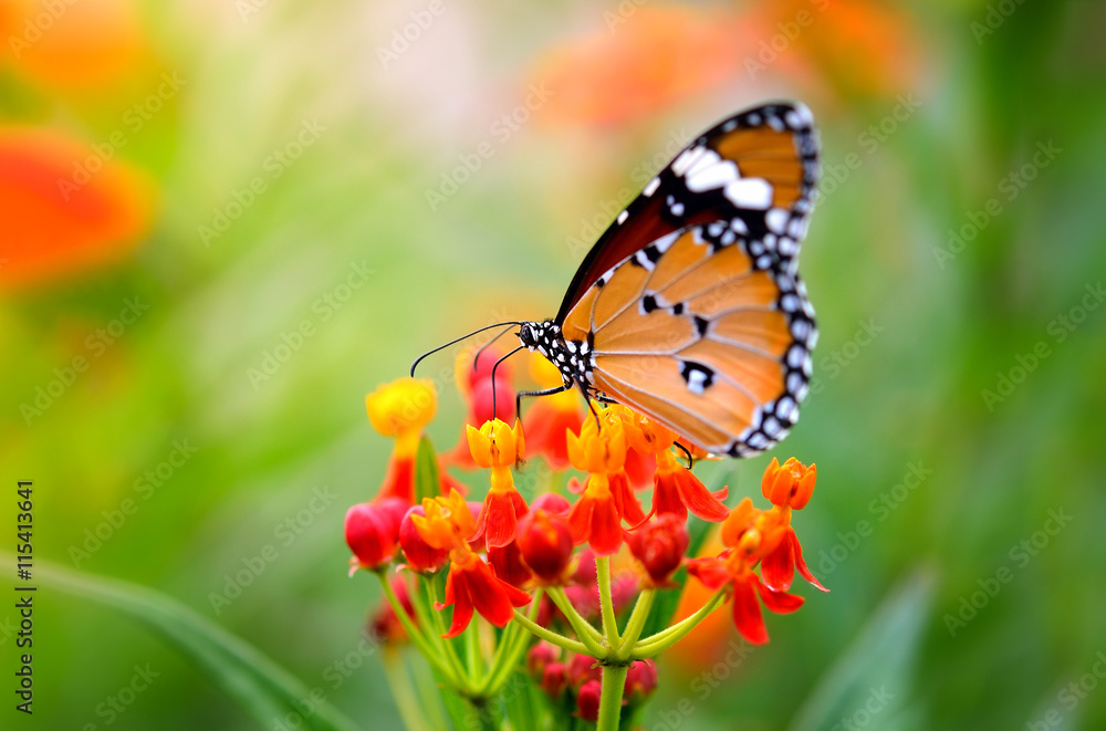 Fototapeta Motyl na pomarańczowym kwiatku