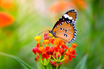 Poster Vlinder Vlinder rustend op roze bloem  © sommai
