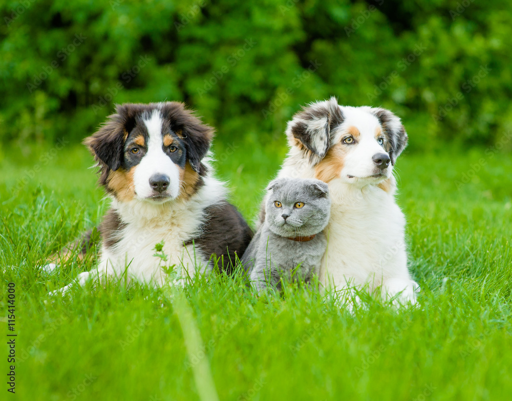 Two Australian shepherd puppies and scottish cat lying on green grass
