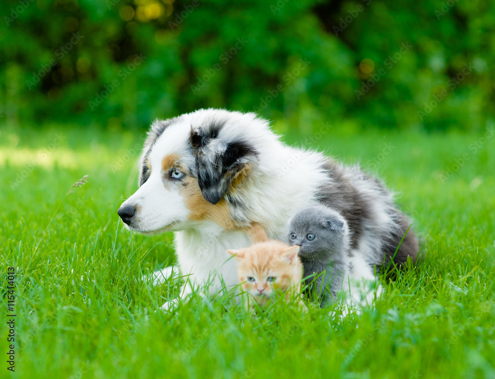 Australian shepherd puppy lying with tiny kitten on the green grass