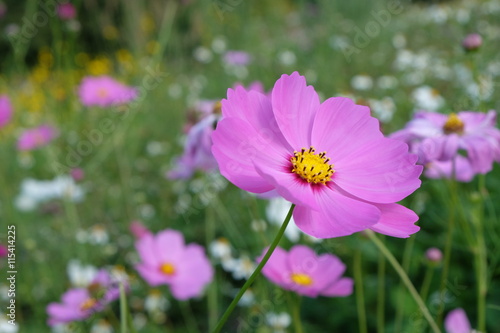 pink cosmos flowers