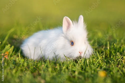 Little fluffy rabbit outdoors in summer