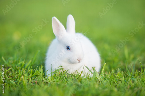 Little rabbit walking on the lawn