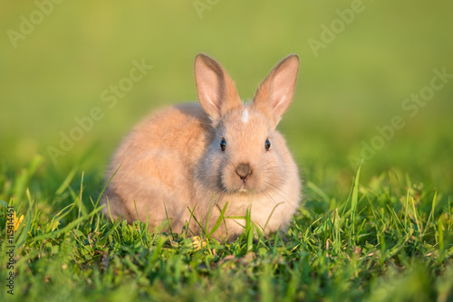 Little rabbit walking outdoors in summer