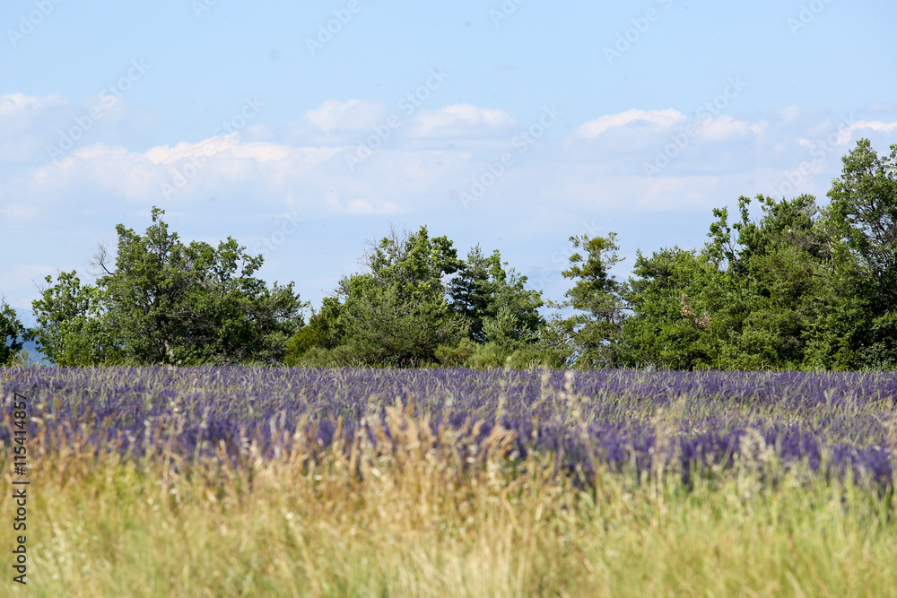Fototapeta premium lavande en provence
