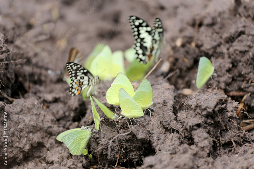 Obraz premium Yellow butterflies eating minerals on the ground.