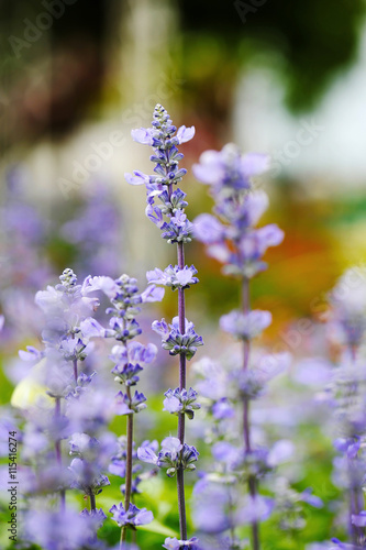 Flower purple closeup focus