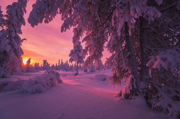 Leinwandbilder Aubergine Winter landscape with forest, cloudy sky, sun, sunset and trees   © Olonkho