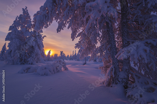 Winter landscape with forest, cloudy sky, sun, sunset and trees  © Olonkho