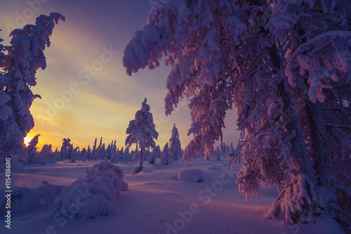 Winter landscape with forest  cloudy sky  sun  sunset and trees 