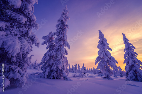 Winter landscape with forest, cloudy sky, sun, sunset and trees  © Olonkho