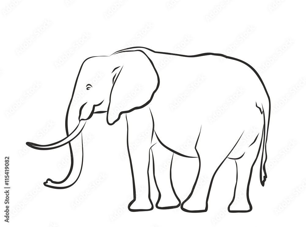 Sketch of elephant. 