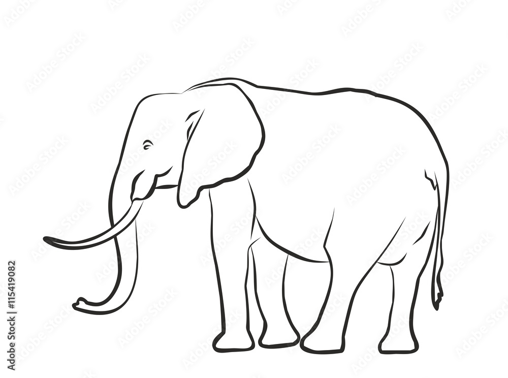 Fototapeta premium Sketch of elephant. 